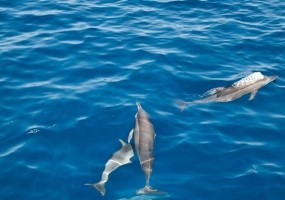 Underwater Life of Andaman Islands