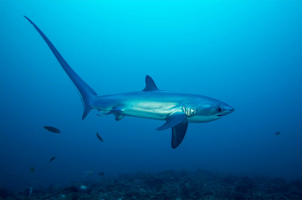 Malapascua and Leyte White Tip